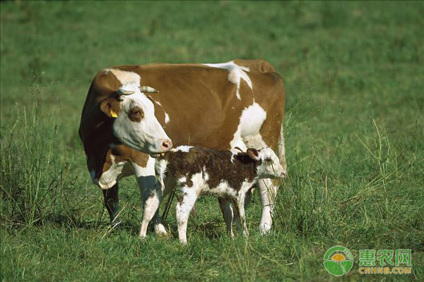 草原冬天牛吃什么？